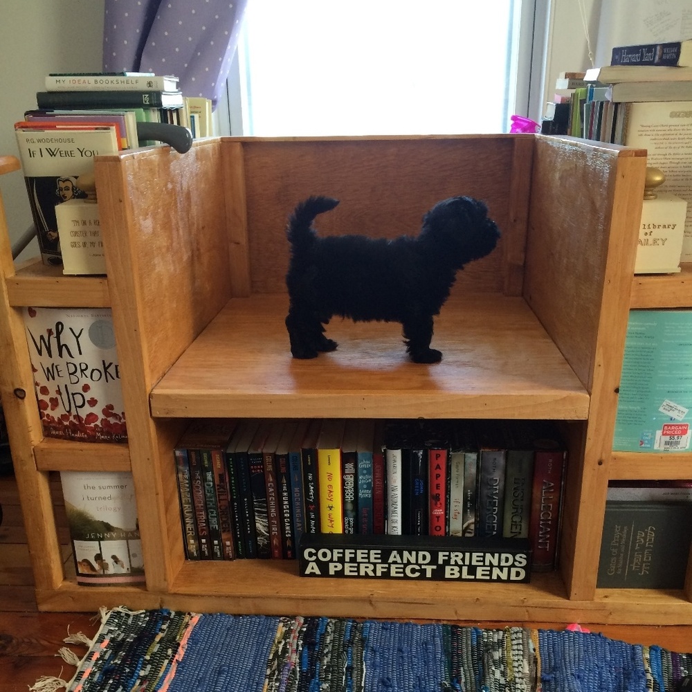 Meet your Posher, Bailey